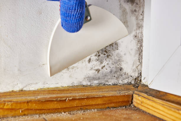 Best Basement Mold Removal  in West Orange, TX